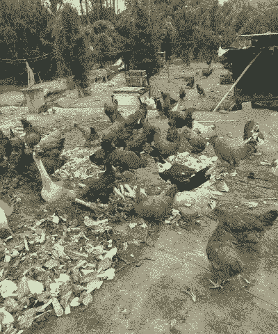 有机养殖鸡鸭怎么养殖