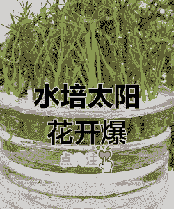 太阳花可以水培养吗