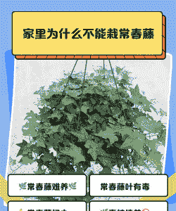 家里为什么不能栽常春藤