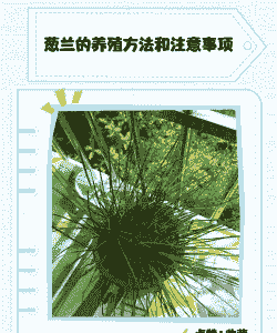 葱兰花种植方法