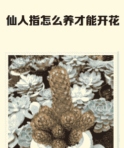 仙人指怎么养才能开花