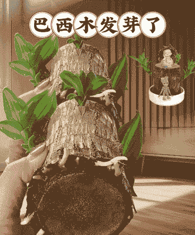 巴西木好养活吗