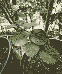 月季为什么不能晚上浇水