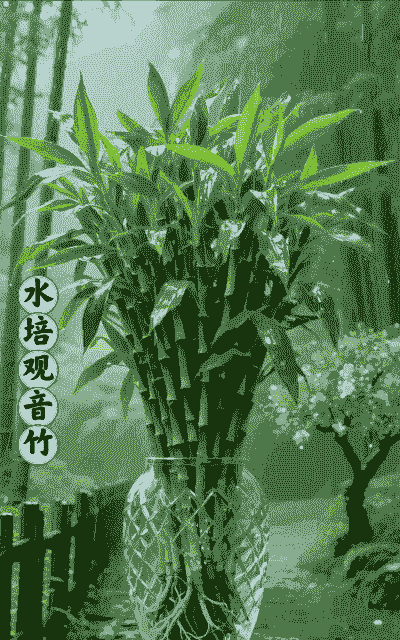 家里能养观音竹吗