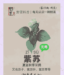 紫苏八月份可以种吗 紫苏八月份可以种吗