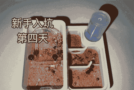 蚂蚁养殖 新手怎么养殖