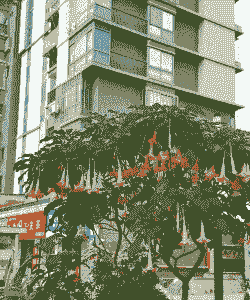 曼陀罗花长什么样子