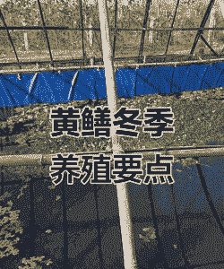 养殖黄鳝冬天怎么养殖
