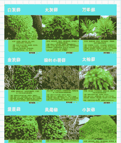 树皮养殖苔藓怎么养殖