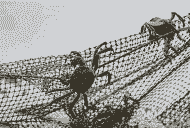 养殖雨布大闸蟹怎么养殖