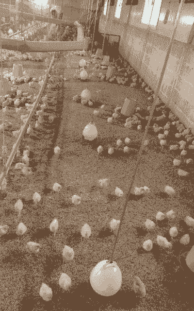 养殖乐园小鸡怎么养殖