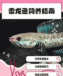 户外养殖雷龙怎么养殖