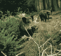 养殖野猪怎么吃