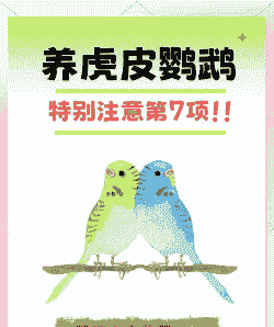 鹦鹉养殖基地怎么养殖