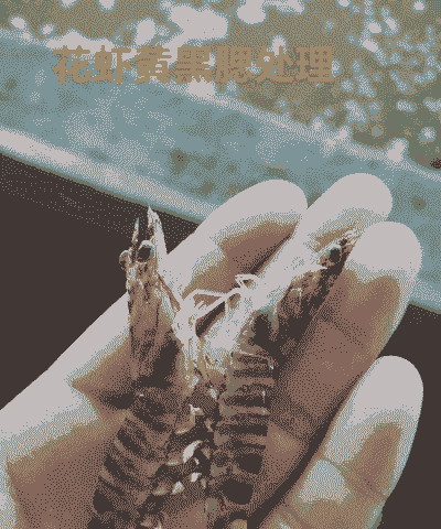 养殖大虾怎么养殖的
