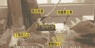 水缸养殖鲳鱼怎么养殖