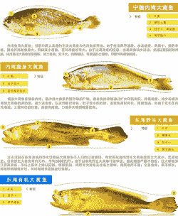 鱼类养殖黄鱼怎么养殖