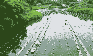 河蚌养殖鱼塘怎么养殖