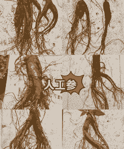 户外养殖人参怎么养殖