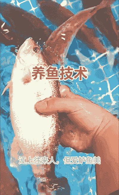 室内养殖鲈鱼怎么养殖