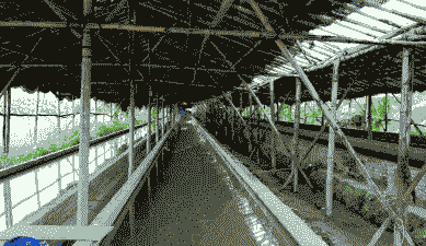 河虫养殖怎么养殖