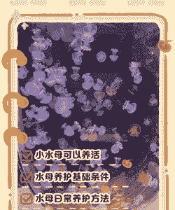 水族养殖宠物怎么养殖