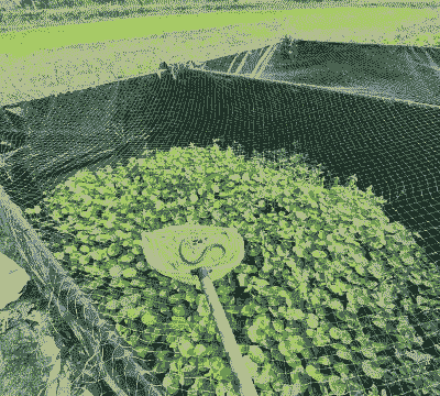 黄鳝无土养殖怎么养殖