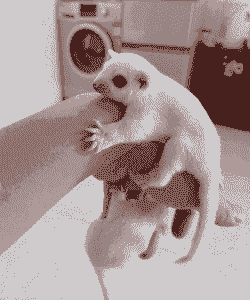 养殖飞老鼠怎么养殖