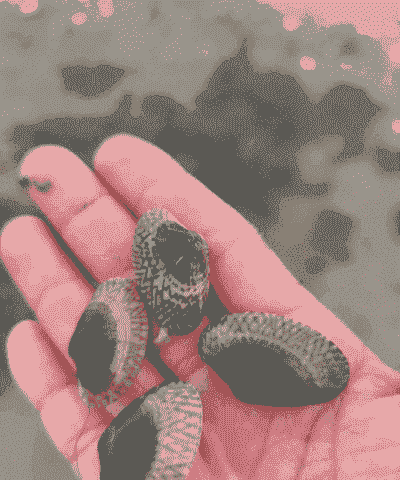 水产养殖花甲怎么养殖