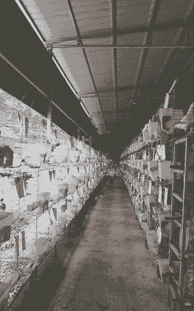 立体养殖白鸽怎么养殖