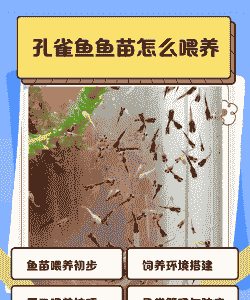 儿童养殖鱼苗怎么养殖