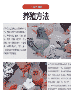 养殖元宝鸽怎么养殖
