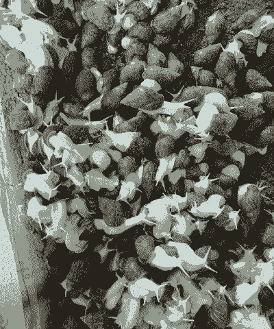 江苏蜗牛养殖怎么养殖