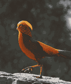 家庭养殖锦鸡怎么养殖