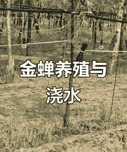 暖棚养殖金蝉怎么养殖