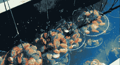 鱼缸养殖 扇贝怎么养殖