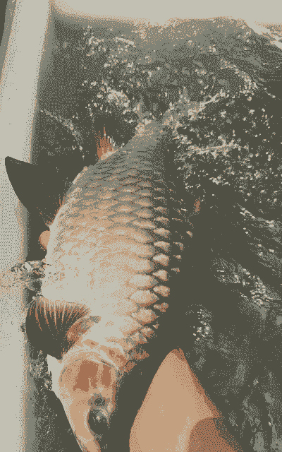 养殖青竹鲤鱼怎么养殖