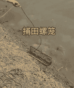 养殖螺丝抓获怎么养殖