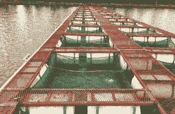 网箱无土泥鳅怎么养殖