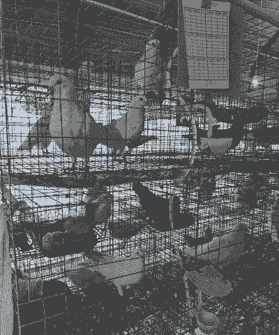 水上养殖鸽子怎么养殖