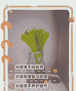 水培佛手养殖怎么养殖