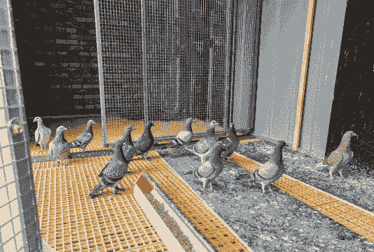 鸽子养殖沙洋怎么养殖