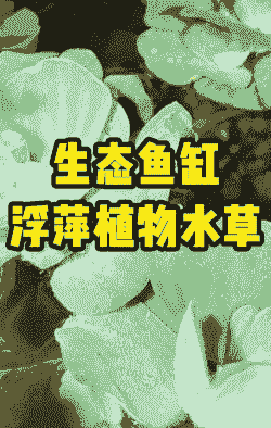 漂浮养殖水草怎么养殖