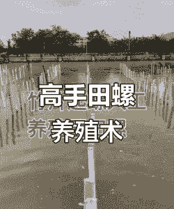 竹排养殖田螺怎么养殖