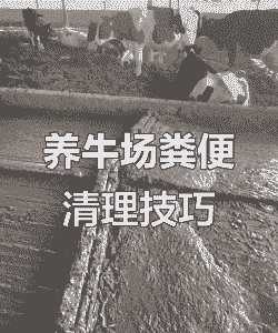 养殖基地怎么处理牛粪