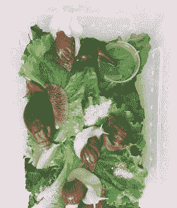 养殖花园蜗牛怎么养殖