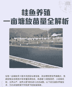 池塘养殖桂鱼怎么养殖