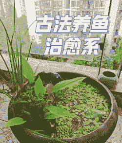 鱼古法养殖怎么养殖