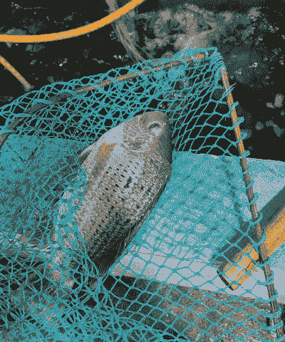 养殖斑点罗非鱼怎么养殖