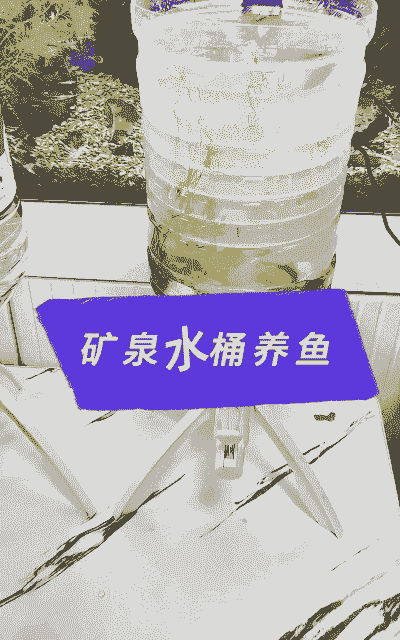 圆桶养殖泥鳅怎么养殖